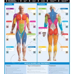 Muscle Groups and Exercises Wall Chart Poster